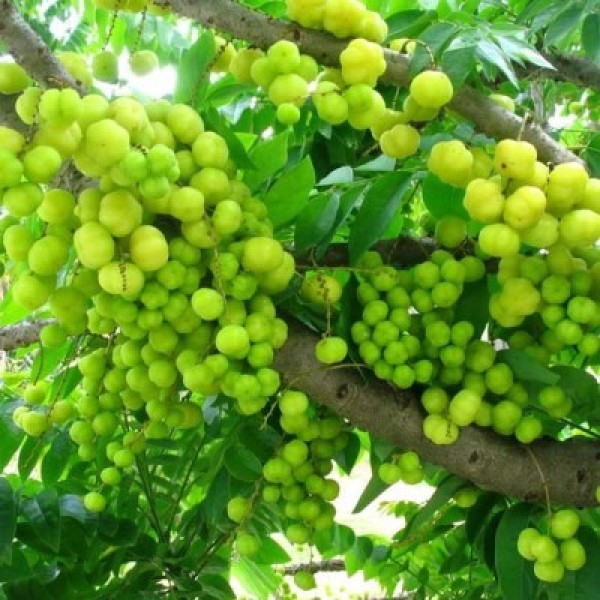 Amla (small size fruit) Rai amla, Indian Goosberry, Phyllanthus acidus Plant